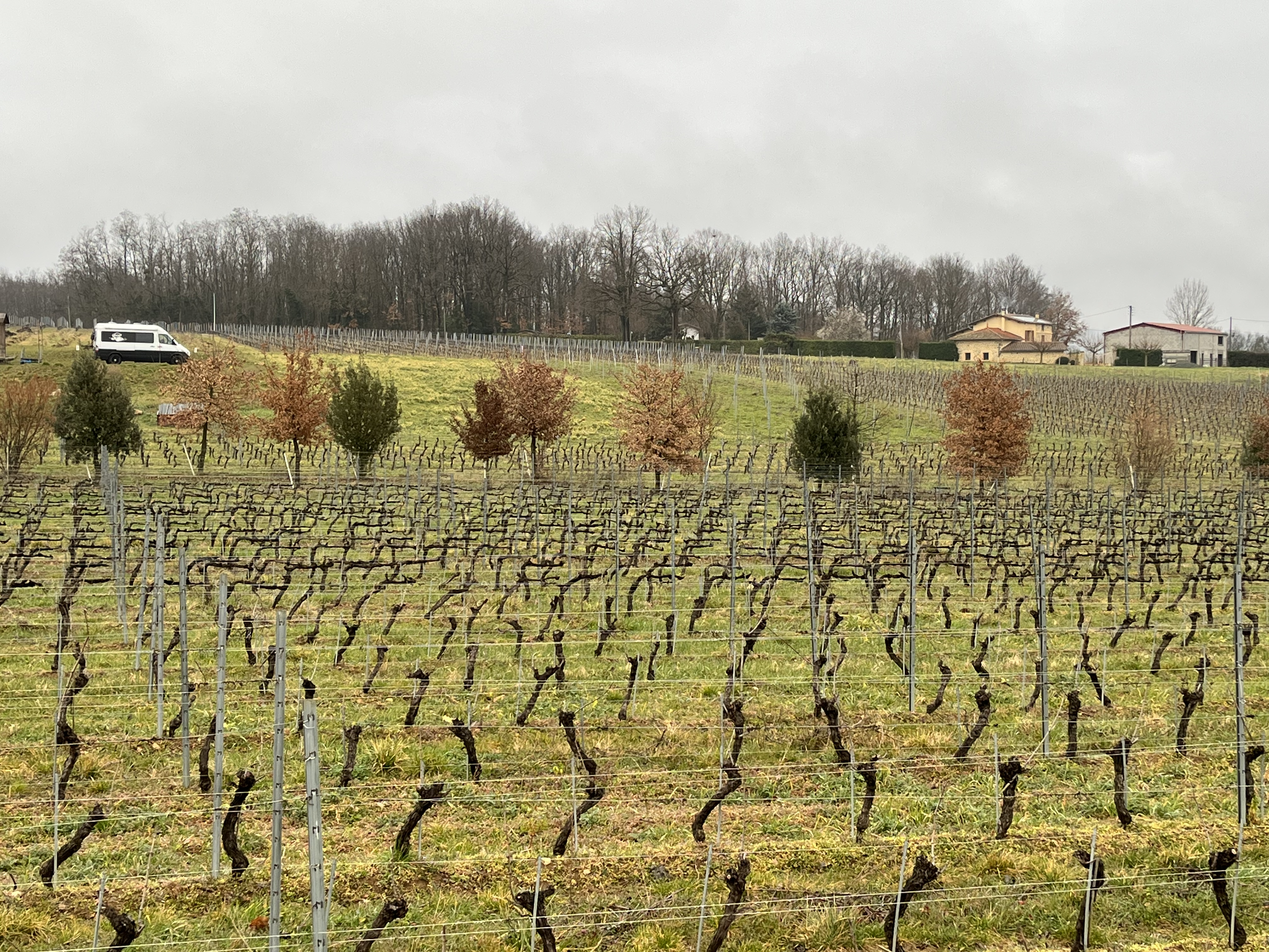 weingut