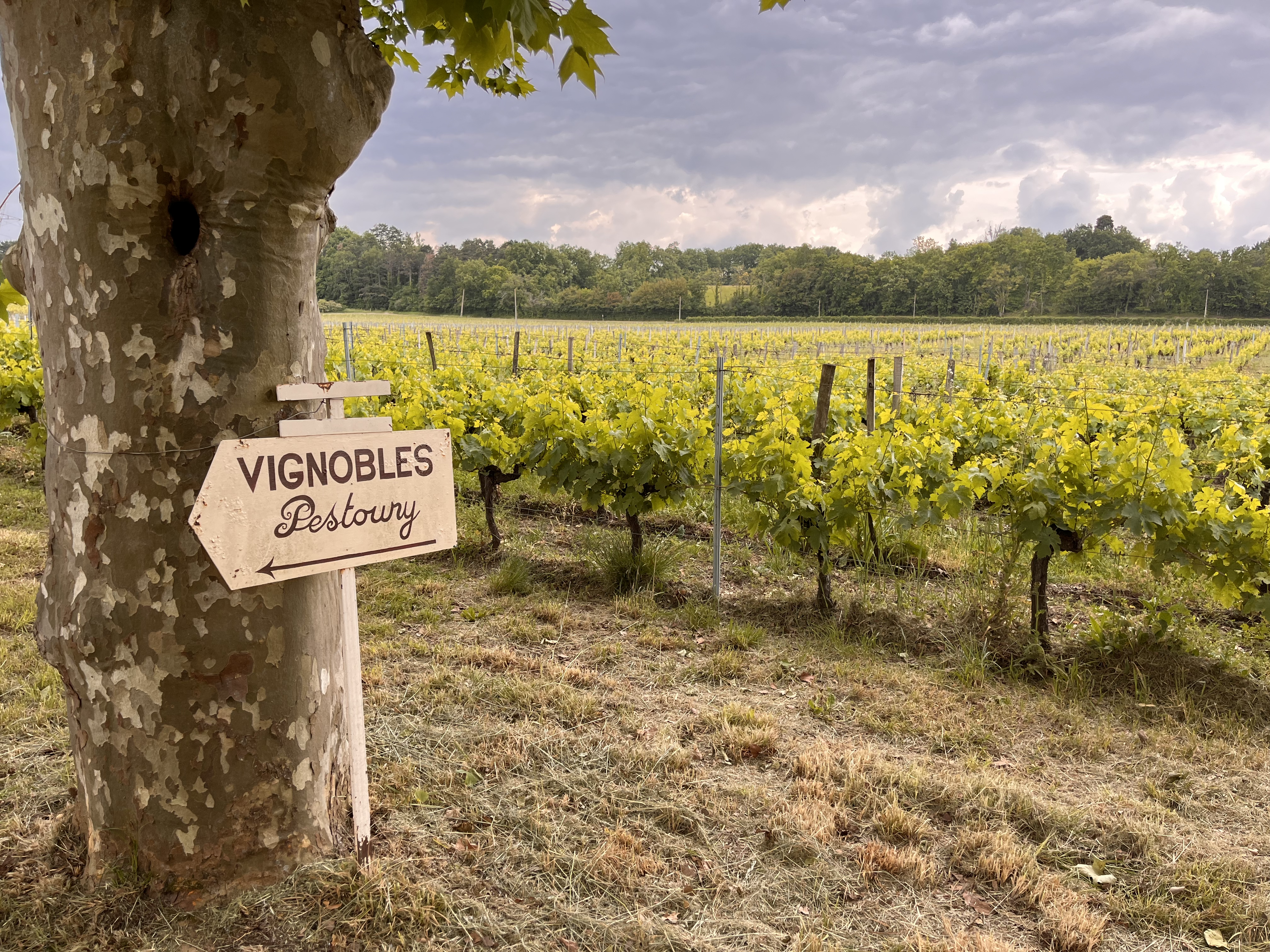 Vignobles